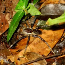 Huge spider in the night